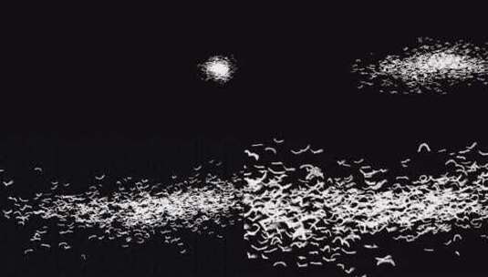 黑色背景飞鸟特效展示高清在线视频素材下载