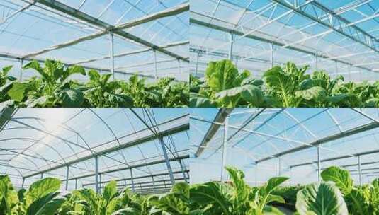 温室大棚内的蔬菜种植画面高清在线视频素材下载