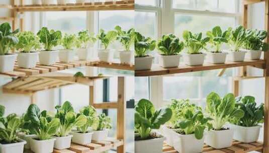 室内盆栽蔬菜种植场景高清在线视频素材下载