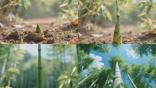 竹笋生长竹子长大竹林高清在线视频素材下载