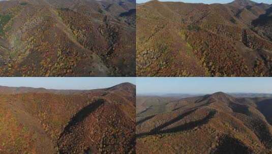 坝上秋色高清在线视频素材下载