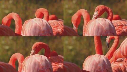 野生动物红色火烈鸟大红鹳动物园鸟类羽毛高清在线视频素材下载