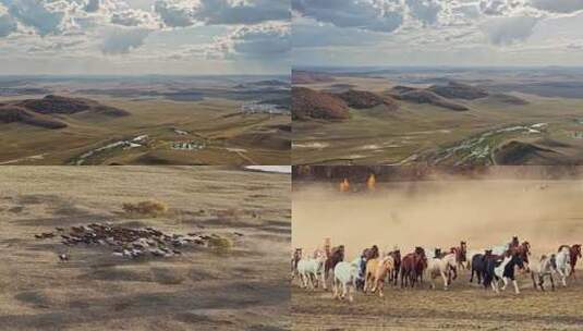 坝上草原万马奔腾秋色风景高清在线视频素材下载