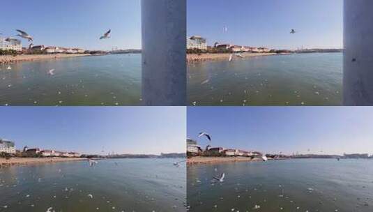 青岛栈桥冬季的海鸥高清在线视频素材下载