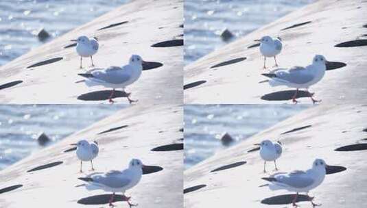 海鸥 海边 海平线 群鸟 大海高清在线视频素材下载