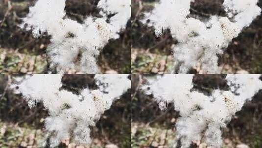 野生棉花飞舞飘动花絮高清在线视频素材下载