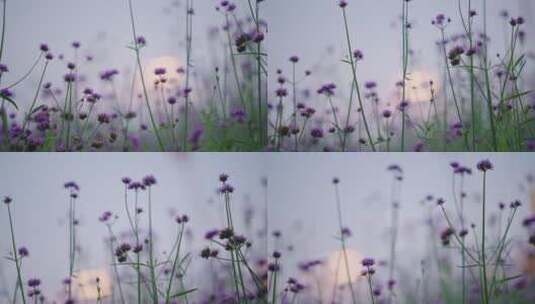 夕阳下紫色植物柳叶马鞭草高清在线视频素材下载