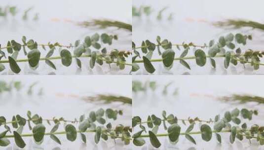 桉树叶的茎的特写镜头高清在线视频素材下载