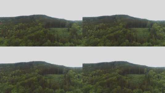 飞越美丽的森林树木景观全景高清在线视频素材下载