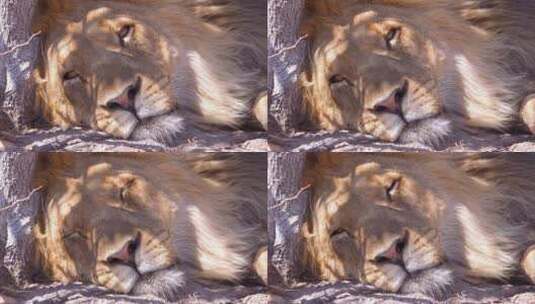 躺着睡觉的雄狮特写镜头高清在线视频素材下载