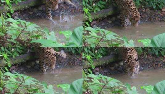 在河边捕食的美洲豹高清在线视频素材下载