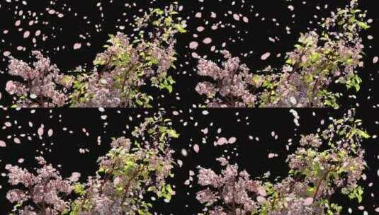 飘落的樱花花瓣花瓣高清在线视频素材下载