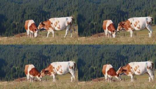 牛群放牧在远山背景高清在线视频素材下载