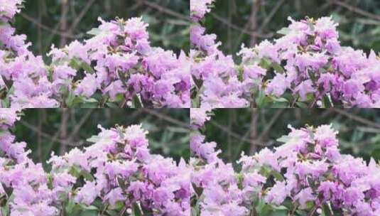 春天郴州南岭植物园紫薇花3高清在线视频素材下载