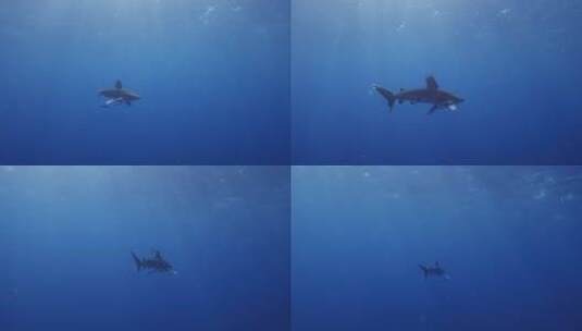 鲨鱼在深海中遨游高清在线视频素材下载
