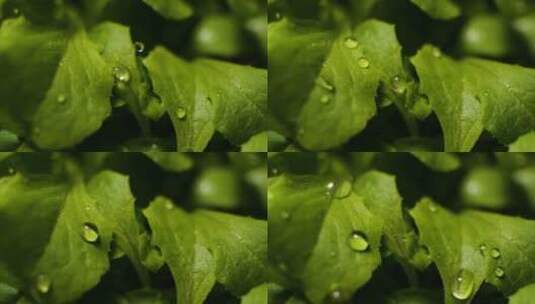 雨滴落在树叶上高清在线视频素材下载
