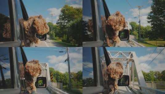 棕色的狗探出车窗高清在线视频素材下载