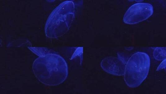 蓝色水母在海洋中游动高清在线视频素材下载