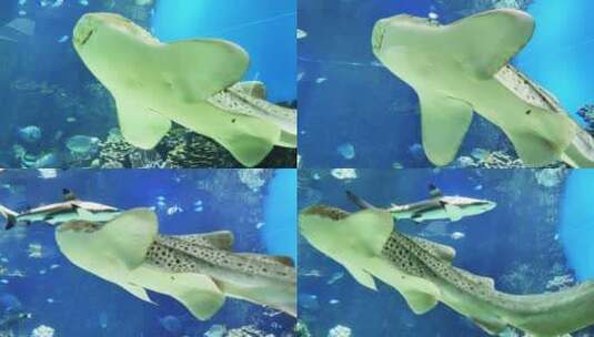 斑点鲨鱼在海里游动高清在线视频素材下载