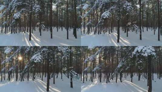 无人机在冬季森林中低空飞行的景象高清在线视频素材下载