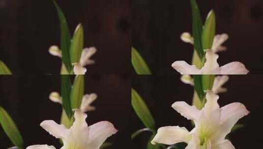 鲜花家居装饰百合花高清在线视频素材下载