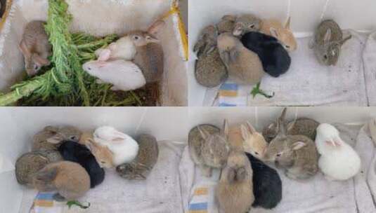 家兔肉兔兔子饲养兔子吃草刚出生的小兔子高清在线视频素材下载
