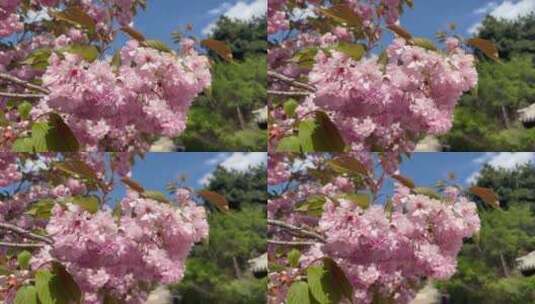 春天北方桃花朵朵开高清在线视频素材下载