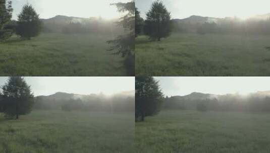充满云雾的森林中草地树木高清在线视频素材下载