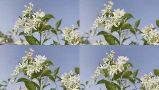 风车茉莉花特写镜头高清在线视频素材下载