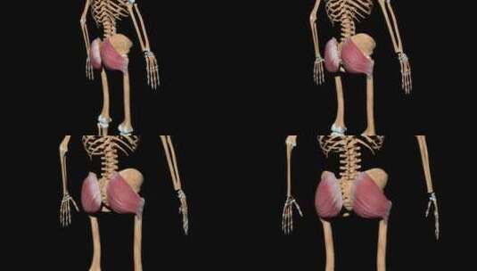 肌肉 人体 医学 结构 骨骼 腹肌 臀腿肌肉高清在线视频素材下载