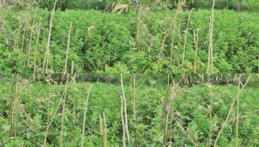 农村菜园花草树木绿色植物高清在线视频素材下载