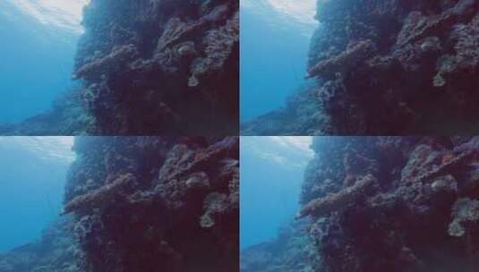 海洋底下的珊瑚礁高清在线视频素材下载