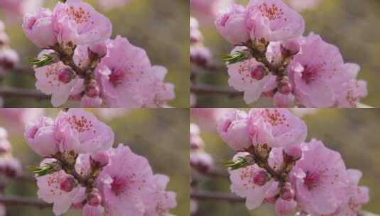 人面桃花鲜花粉嫩鲜花花朵高清在线视频素材下载