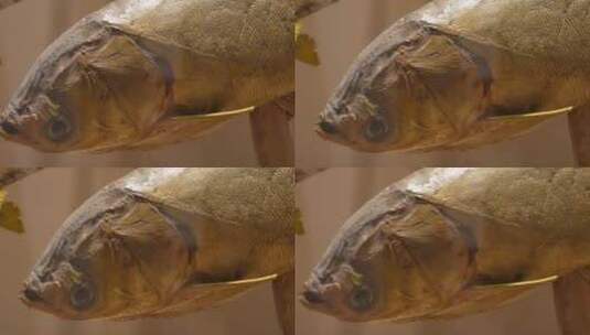鱼类标本鱼类雕塑雕像 ~高清在线视频素材下载