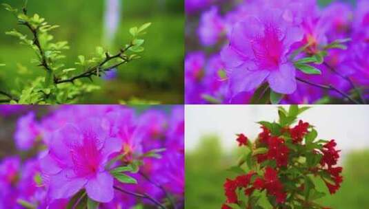 【原创】春天鲜花绿植唯美空镜头合集高清在线视频素材下载