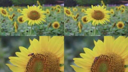 蜜蜂 向日葵高清在线视频素材下载