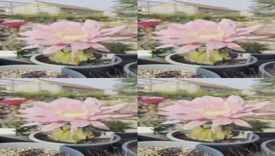 粉色花朵仙人掌高清在线视频素材下载