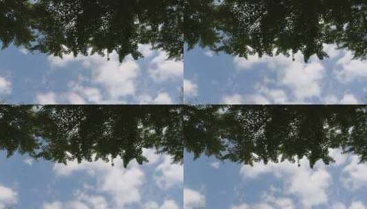 树冠蓝天白云高清在线视频素材下载
