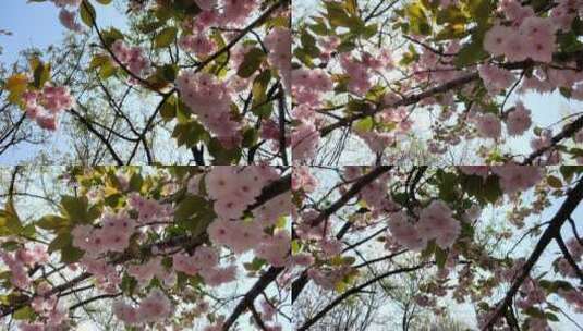 蓝天白云阳光下树上粉色白色花朵逆光视频高清在线视频素材下载