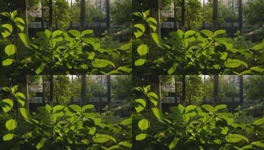 黄昏下的绿树叶高清在线视频素材下载