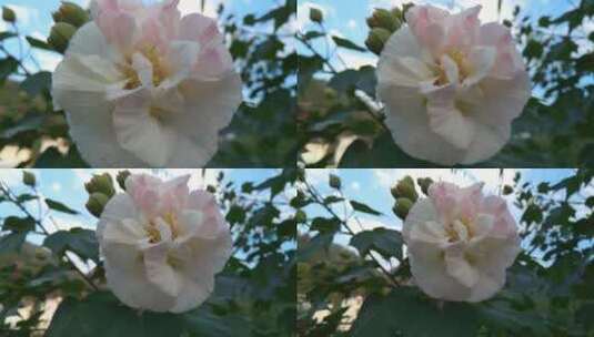 美丽唯美的木芙蓉花朵高清在线视频素材下载
