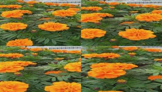 万寿菊菊花植物高清在线视频素材下载