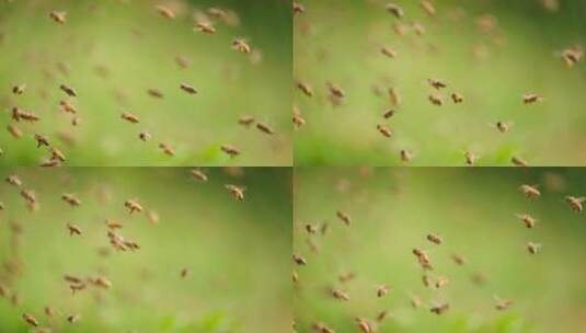 养蜂场里飞舞蜜蜂慢镜头高清在线视频素材下载