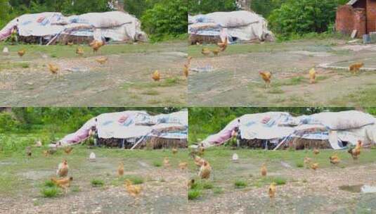 农家散养鸡高清在线视频素材下载