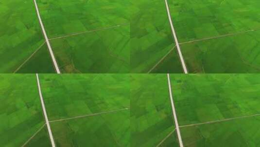 初夏广袤的绿油油水稻田航拍高清在线视频素材下载
