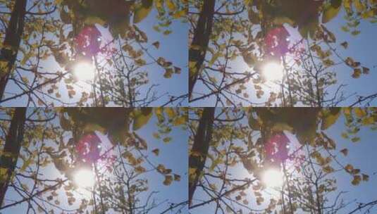 秋天里银杏树树叶高清在线视频素材下载