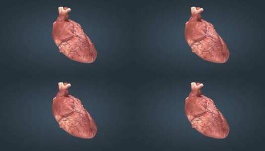 三维心脏外观工作原理动画10高清在线视频素材下载