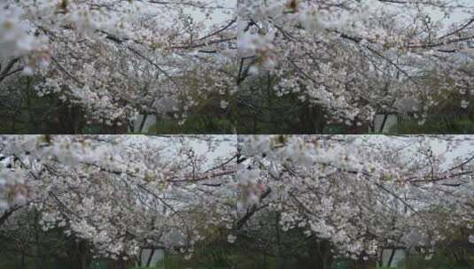 春天绵绵细雨下盛开的桃花高清在线视频素材下载