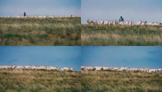 【合集】草原 山羊 羊群 放牧高清在线视频素材下载