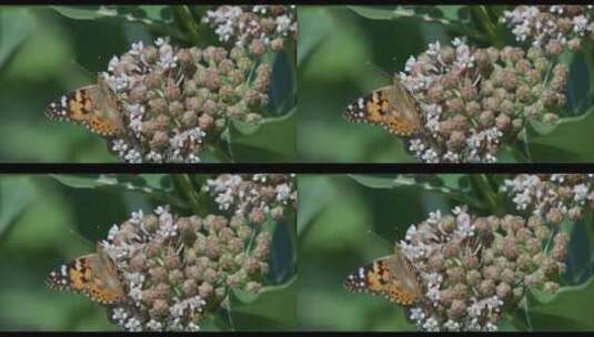 蝴蝶在花朵上高清在线视频素材下载